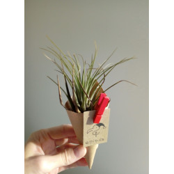 Tillandsia melanocrater green