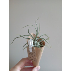 Tillandsia pruinosa II.