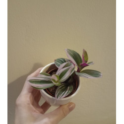 Tradescantia nanouk