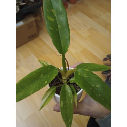 Philodendron Narrow Ring of...