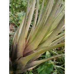 Tillandsia melanocrater red