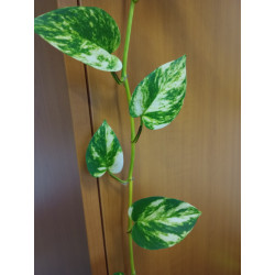 Epipremnum aureum - řízek