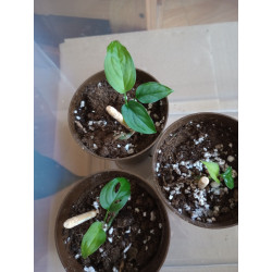 Monstera esqueleto baby